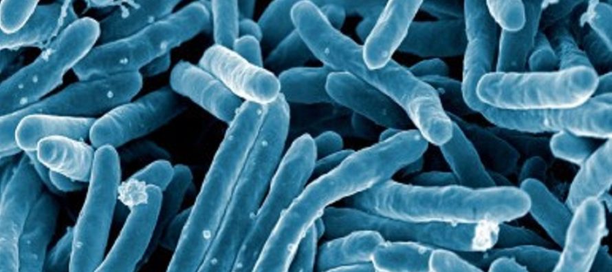 Investigadores del CSIC describen la evolución de la bacteria de la tuberculosis