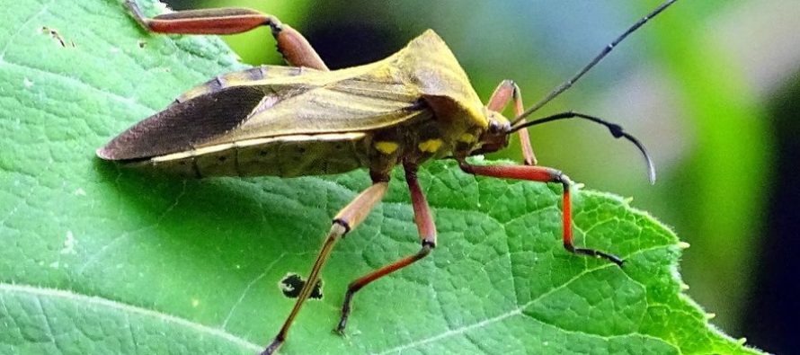 ¿Qué es el Mal de Chagas?