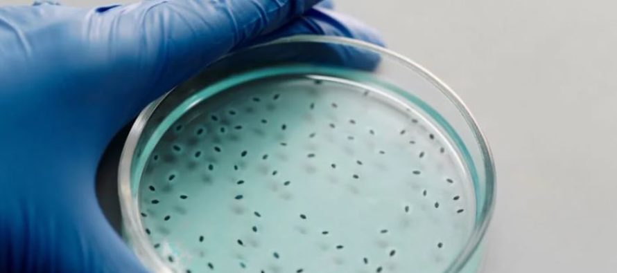 Nueva cepa de gonorrea súper resistente a los medicamentos