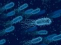 Una investigación muestra detalles de cómo las bacterias pueden resistir a los antibióticos
