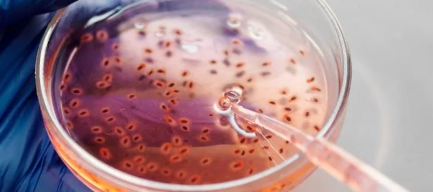 Proteínas que imitan la acción del sistema inmunológico