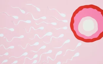 Píldora masculina: Inmoviliza a los espermatozoides durante tres horas