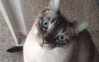 ¿Cómo saber si tengo alergia a las mascotas?