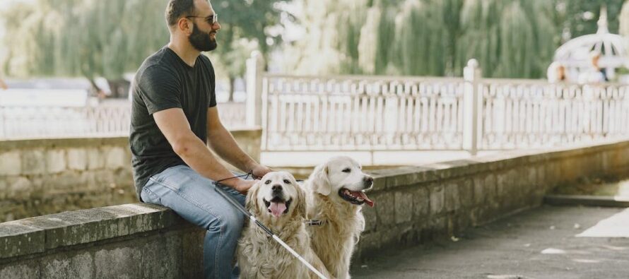Perro guía: Ayudar a través de otros ojos