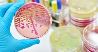 La función de las bacterias intestinales y el desarrollo de nuevos probióticos