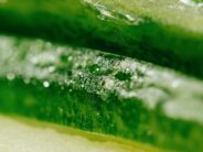 Algas wakame: ¿Cuáles son sus beneficios?