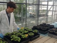Plantas para crear nanopartículas con anticuerpos contra el SARS-CoV-2