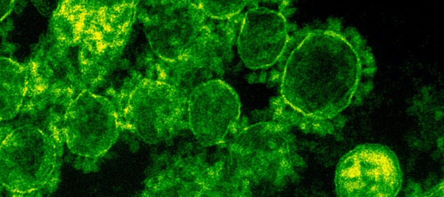 Un estudio leonés busca reducir el uso de antibióticos