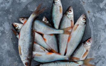 El selenio del pescado neutraliza los efectos nocivos del mercurio