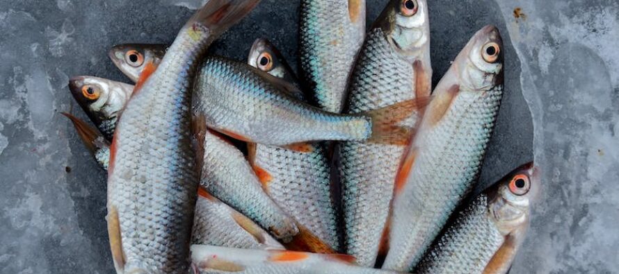 El selenio del pescado neutraliza los efectos nocivos del mercurio