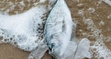 El consumo de microplásticos a través del pescado
