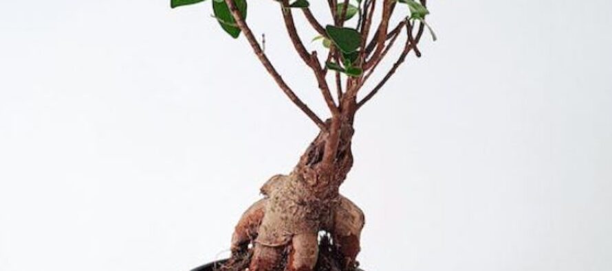 El ginseng puede contribuir a disminuir el riesgo de lesiones