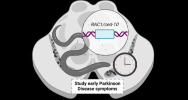 Nuevo modelo animal para estudiar la enfermedad de Parkinson