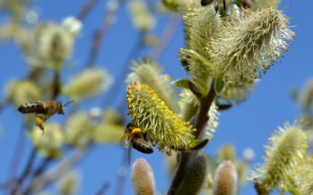 La Sociedad Española de Alergología prevé una primavera intensa para los alérgicos