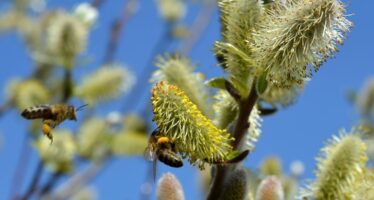 La Sociedad Española de Alergología prevé una primavera intensa para los alérgicos
