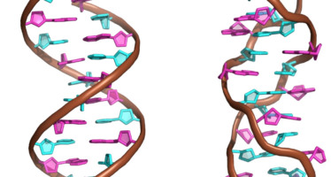 ¿Se puede invertir el sentido de giro de la hélice del ADN?