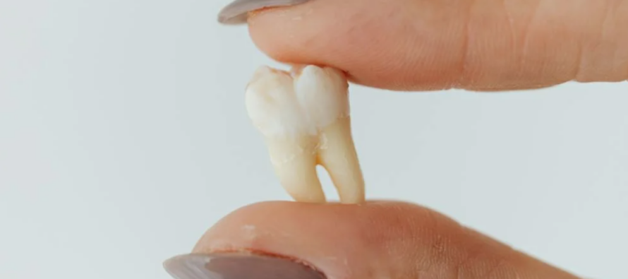 Crean el primer tratamiento para regenerar los dientes humanos que se han caído