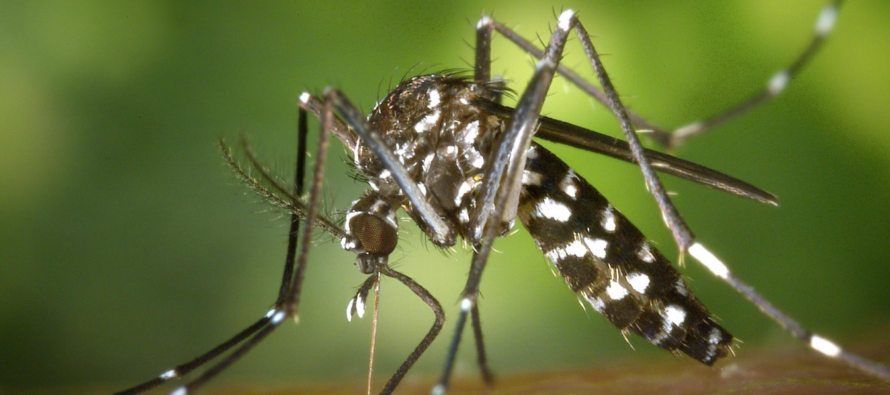 El virus del Nilo vuelve a activar las alarmas