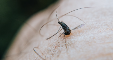 Un vecino de Dos Hermanas es el primer fallecido por virus del Nilo en Andalucía