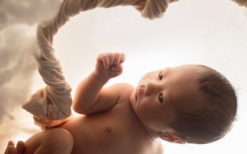 Un estudio revela el papel clave de una proteína en la formación de la placenta y el crecimiento del feto