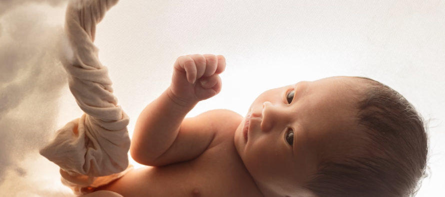 Un estudio revela el papel clave de una proteína en la formación de la placenta y el crecimiento del feto